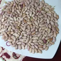 لوبیا چیتی خمین