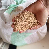 فروش فوری سه کیسه شالی فجر 90روزه