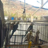 طوطی عروس هلندی