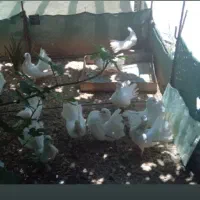 کفتر دم چتری