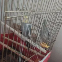 پرنده عروس
