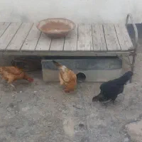مرغ مرغوب