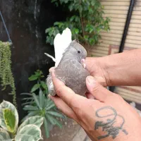 کبوتر جوجه