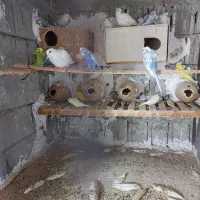 مرغ عشق پروانه ای وانگلیسی ادرس برازجان