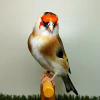 خریدو فروش انواع پرنده بخصوص سهره