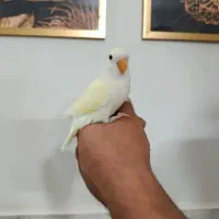 کوتوله مارال چشم شرابی