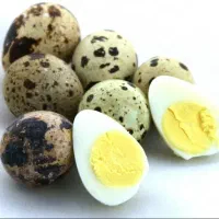 فروش ویژه تخم خوراکی بلدرچین