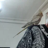 عروس هلندی نر