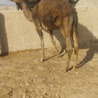 شتر