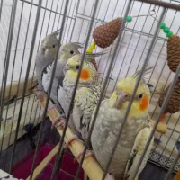 عروس هلندی
