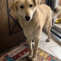 واگذاری سگ امدادشده