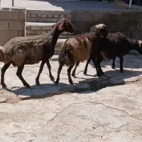 گوسفند جوان