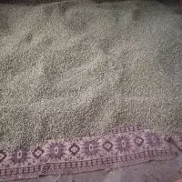 نخود فرنگی بذری
