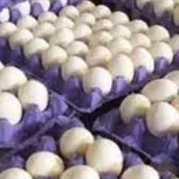تخم مرغ|خوردنی و آشامیدنی|خمینی‌شهر, |دیوار