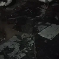 چهارعدد غازدوتا ماده دوتا جوجه ۳ماهه