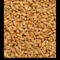 گندم درج یک سیروان