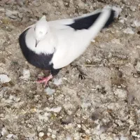 کبوتر