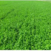 فروش زمین کشاورزی در روستای جعفرآباد چلیک میاندواب