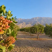 فروش-استثنایی-باغ-پسته-سنددار-حق-آبه-اختصاصی