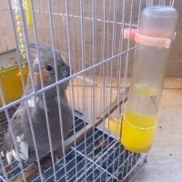 عروس هلندی ب قفس