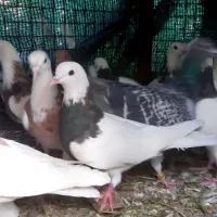 کبوترطوقی،رنگی...