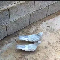سینه الماسی