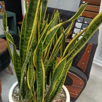 گل طبیعی با گلدان