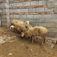 سه عددگوسفند
