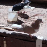 ...|پرنده|نیشابور, عطار|دیوار