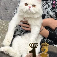 جفت گیری گربه