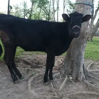 فروش لیشه هلشتاین(مشکی)