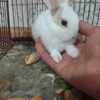 بچه خرگوش ۲۰روزه