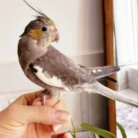 عروس هلندی فول دستی