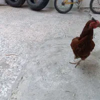 جندتامرغ و خروس