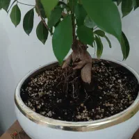 گل بنسایی
