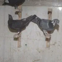 کفتر|پرنده|مشهد, مهدی آباد (بلوار توس)|دیوار