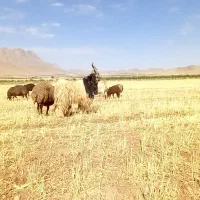 بزغاله دوبوری ترکی چپش دوبور دوبر بز قوچ میش