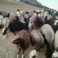 میش بره گاو بز