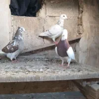 کفتر هوایی