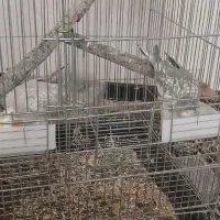 عروس هلندی دستی با قفس