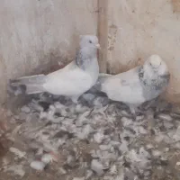 کفتر|پرنده|مشهد, طرق|دیوار