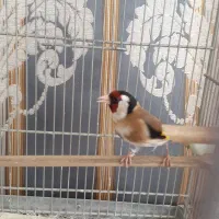 سهره نر مستی جفتی ۴ساله جوجه قفس با وسایل
