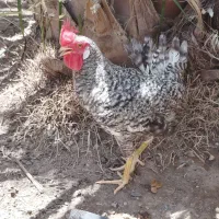 دوعدد خروس جوان عربی سرحال