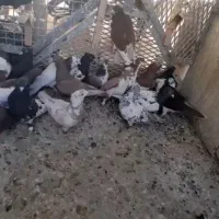 دسته شهری بهبودی