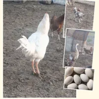 خروس،قوغاز،تخم قوغاز