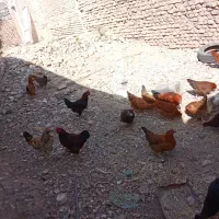 خروس محلی