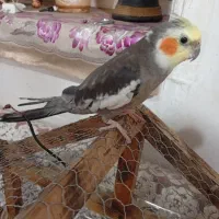عروس هلندی