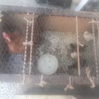مرغ باجوجه