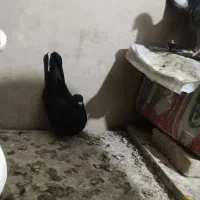 کبوتر روزگاری سیاه دم گل