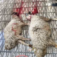 گوسفند‌‌برای‌مصرف‌خانه